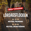 LÖRDAGSFLOCKEN 31/10 - Båda timmarna