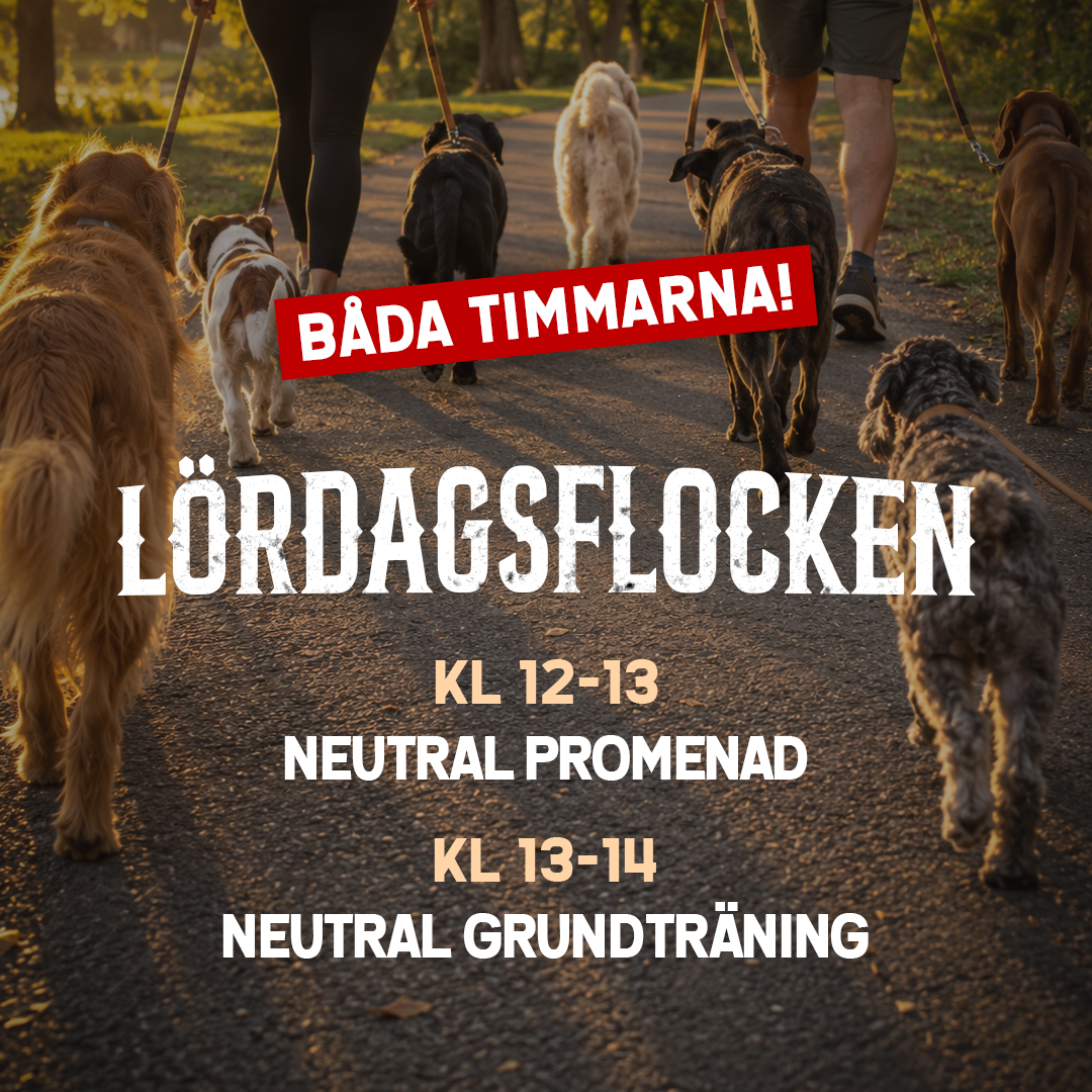 LÖRDAGSFLOCKEN 17/10 - Båda timmarna