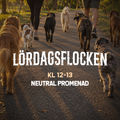 LÖRDAGSFLOCKEN 31/10 - Neutral promenad