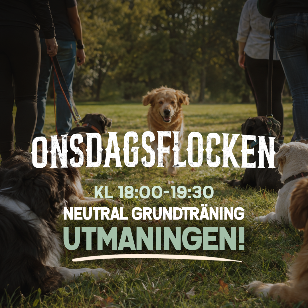 ONSDAGSFLOCKEN 28/10 - Neutral grundträning (utmaningen!)